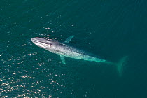 RF Blue whale (Balaenoptera musculus) surfacing , aerial shot, Baja California, Mexico (This image may be licensed either as rights managed or royalty free.)