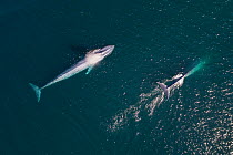 Blue whales (Balaenoptera musculus) surfacing , aerial shot,  Baja California, Mexico