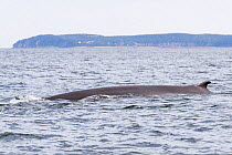 Fin whale (Balaenoptera physalus) Bay of Fundy, New Brunswick, Canada