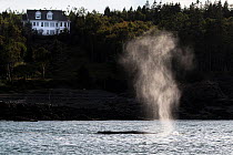 Humpback whale (Megaptera novaeangliae) - blowing or spouting near shore (in front of house) Bay of Fundy, New Brunswick, Canada
