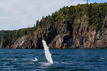 Humpback whale (Megaptera novaeangliae) - flipper slapping or flipper flopping near shore Bay of Fundy, New Brunswick, Canada