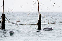 Harbour porpoises (Phocoena phocoena) trapped inside herring weir off the coast of Nancy&#39;s Head, Campobello Island, Bay of Fundy, New Brunswick, Canada. September 2018