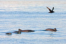 Harbour porpoises (Phocoena phocoena) - rare picture of small group Bay of Fundy, New Brunswick, Canada
