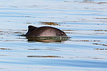 Harbour porpoise (Phocoena phocoena) surfacing Bay of Fundy, New Brunswick, Canada