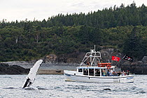 Humpback whale (Megaptera novaeangliae) flipper above surface near whale watching boat Bay of Fundy, New Brunswick, Canada