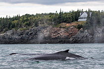 Humpback whale (Megaptera novaeangliae) - surfacing near shore (in front of house) Bay of Fundy, New Brunswick, Canada