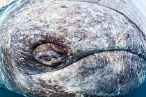 Grey whale (Eschrichtius robustus) eye, Magdalena Bay, Baja California, Mexico, February. Winner in the Ocean Views category of the 2018 Nature&#39;s Best Winland Smith Rice Awards.