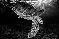 Green turtle (Chelonia mydas) with rays of sunlight, black and white image, Akumal, Caribbean Sea, Mexico, July. Second place in the Visions of our Nature 2018.