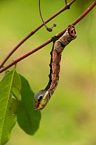 Sphinx hawk moth (Hemeroplanes triptolemus) caterpillar, snake mimic species, Amarakaeri Communal Reserve, Maijuna, Rio Napo, Peru