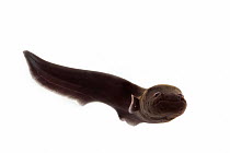 Electric eel (Electrophorus electricus) on white background. Controlled conditions, digital focus stack.