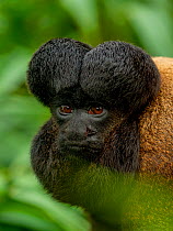 Red-backed bearded saki (Chiropotes chiropotes). captive.