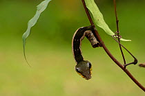 Sphinx hawk moth (Hemeroplanes triptolemus) caterpillar, snake mimic species, Amarakaeri Communal Reserve, Maijuna, Rio Napo, Peru