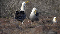 Pair of Waved albatrosses (Phoebastria irrorata) displaying, Galapagos Islands, Ecuador.