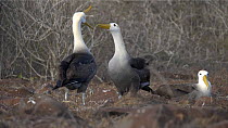 Pair of Waved albatrosses (Phoebastria irrorata) displaying, tapping beaks,  Galapagos Islands, Ecuador.