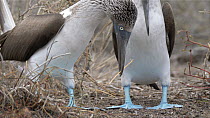 Tilt shot of a pair of Blue footed boobies (Sula nebouxii), displaying, pans up from feet, Galapagos Islands, Ecuador.