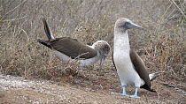 Pair of Blue footed boobies (Sula nebouxii) displaying, Galapagos Islands, Ecuador.