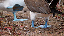 Close-up of the feet of a pair of Blue footed boobies (Sula nebouxii) during courtship display, Galapagos Islands, Ecuador.
