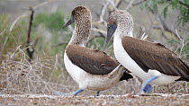 Pair of Blue footed boobies (Sula nebouxii) changing over incubation duties at nest, Galapagos Islands, Ecuador.