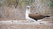 Blue footed booby (Sula nebouxii) incubating chick on nest, Galapagos Islands, Ecuador.