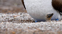 Blue footed booby (Sula nebouxii) incubating chick on nest, Galapagos Islands, Ecuador.