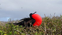 Magnificent frigatebird (Fregata magnificens) resting on the ground with red throat pouch inflated, Galapagos Islands, Ecuador.