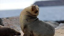 Galapagos sealion (Zalophus wollebaeki) hauled out on the shore, Galapagos Islands, Ecuador.
