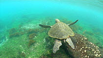 Galapagos green turtle (Chelonia mydas agassizii) swimming underwater, Galapagos Islands, Ecuador.