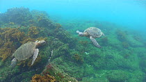 Two Galapagos green turtle (Chelonia mydas agassizii) swimming underwater, one rises to the surface to breathe, Galapagos Islands, Ecuador.