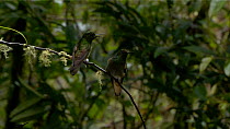 Buff-tailed coronet (Boissonneaua flavescens) perched on a branch, with another one arriving, Ecuador.