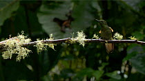 Pair of Buff-tailed coronet (Boissonneaua flavescens) flying to perch on a branch, with rain falling, Ecuador.
