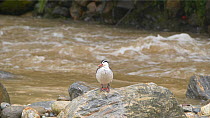 Torrent duck (Merganetta armata) perched on a rock in a river, Ecuador.
