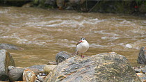 Torrent duck (Merganetta armata) perched on a rock in a river, standing on one leg, Ecuador.