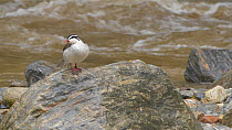 Torrent duck (Merganetta armata) perched on a rock in a river, Ecuador.