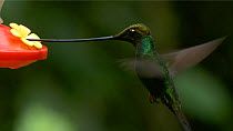Sword billed hummingbird (Ensifera ensifera) feeding from bird feeder, Ecuador.
