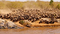 Blue wildebeest (Connochaetes taurinus) crossing a river, Serengeti National Park, Tanzania.