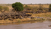Blue wildebeest (Connochaetes taurinus) gathering to cross a river during migration, Serengeti National Park, Tanzania.