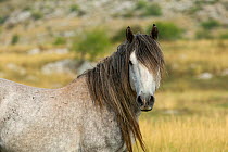 Portrait of a wild stallion (Equus caballus), in the Cincar mountains, near Livno, Bosnia and Herzegovina.