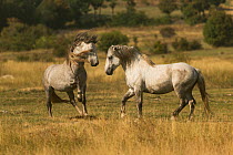 Two wild stallions (Equus caballus) fighting, in the Cincar mountains, near Livno, Bosnia and Herzegovina.