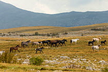 A herd of wild horses (Equus caballus) running in the Cincar mountains, near Livno, Bosnia and Herzegovina.