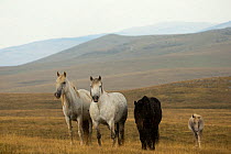 A herd of wild horses (Bosnia and Herzegovina) standing alert in the Cincar mountains, near Livno, Bosnia and Herzegovina.