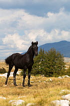 A young wild black filly (Equus caballus) standing alert in the Cincar mountains, near Livno, Bosnia and Herzegovina.
