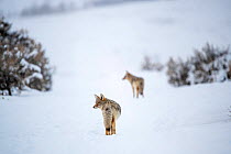 Coyotes (Canis latrans) walking in snow. Lamar River Valley, Yellowstone National Park, Wyoming, USA.