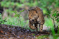 Jaguar (Panthera onca) male on river bank. Cuiaba River, Northern Pantanal, Mato Grosso, Brazil.