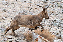 Himalayan ibex (Capra sibirica) female running. Himalayas, Ladakh, northern India.