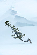 Conifer sapling emerging from snow drift with cornice of snow. Hayden Valley, Yellowstone National Park, Wyoming, USA. January