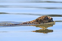 Jaguar (Panthera onca) female swimming across the Paraguay River. Near Taiama Reserve, Western Pantanal, Mato Grosso, Brazil.