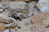 Snow leopard (Panthera uncia) female with older cub feeding on kill - a domestic yak calf (Bos grunniens) with scavenging magpies (Pica pica). Ladakh Range, Western Himalayas, Ladakh, India.