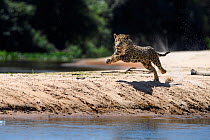 Jaguar (Panthera onca) female running along a sand spit chasing after a caiman. Northern Pantanal Cuiaba River, Mato Grosso, Brazil.