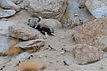 Snow leopard (Panthera uncia) female with cub feeding on kill - a domestic yak calf (Bos grunniens) with scavenging magpies (Pica pica). Ladakh Range, Western Himalayas, Ladakh, India.