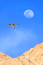 Bearded vulture (Gypaetus barbatus) in flight with the out-of-focus moon behind. Ladakh, Himalayas, northern India.